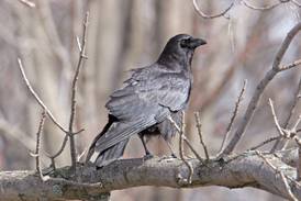 Learn about crows, owls and fall animal habitats at Will County forest preserve programs 