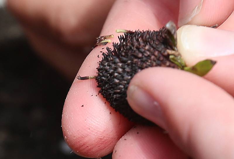 A student from Saint Carlo Acutis plants seeds from a black eyed susans on Friday Aug. 29, 2025 in Peru. Volunteers with the Peru Historical Society taught students how to plant wildflower seeds and native prairie flowers.