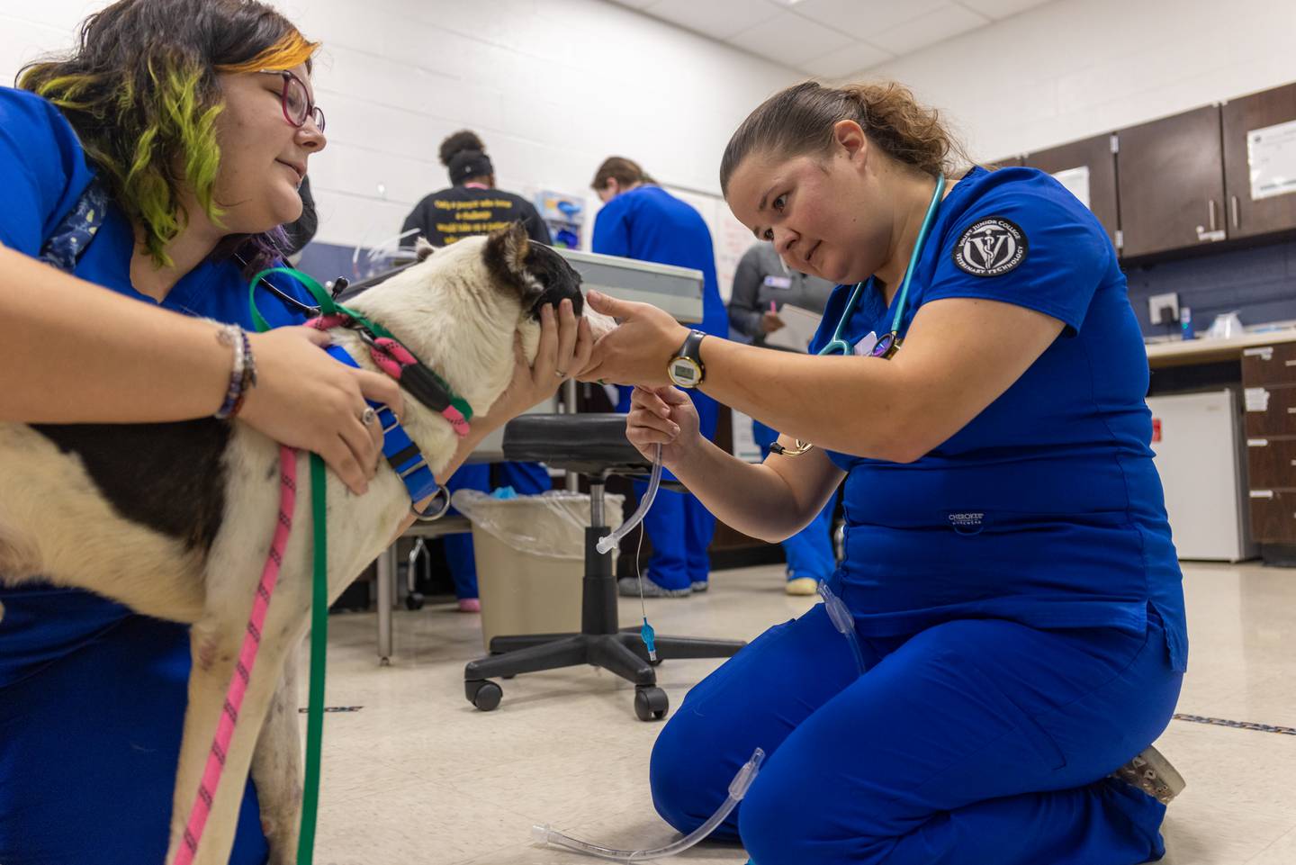Students study in the Veterinary Medical Technology program at Joliet Junior College. Provided 2025