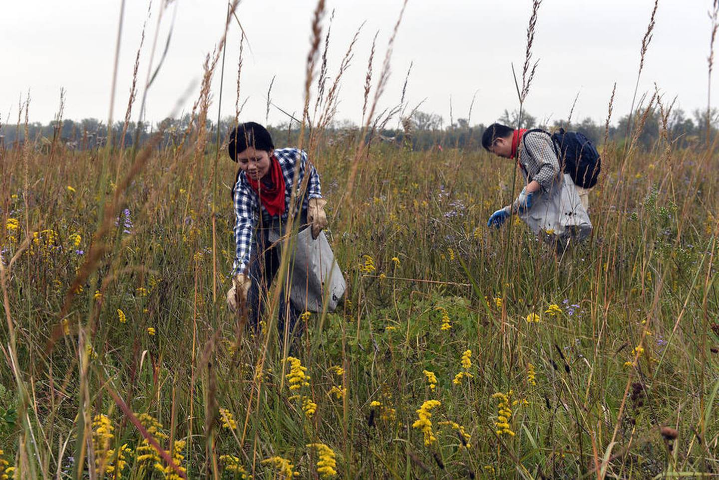 Tinley Park residents Dr. Xiaoyong Chen (left) and Dr. Yuanying Peng harvest native Illinois seed in the South Patrol Road Prairie at Midewin National Tallgrass Prairie on Sept. 24, National Public Lands Day. Seeds from over 275 species of native Illinois prairie plants are being used to help restore Midewin.