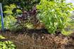 Down the Garden Path: Guest columnist series – Benefits of straw bale gardening
