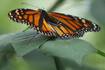 Scavenger hunt planned to learn about insects in DeKalb