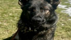 Fox Lake Police welcome K9 Officer Yogi