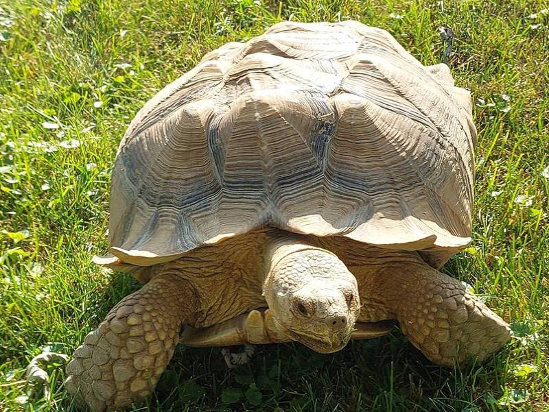 Ding Dong, a pet sulcata tortoise, took himself on a little walkabout recently, when a gate was accidentally left open. Sulcatas, also known as African spurred tortoises, are native to grasslands and savannas in northern Africa.