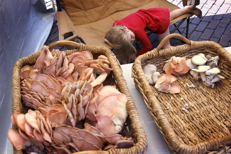 Opal Connolly, 4 1/2, tries to sleep as she helps her dad, Pat Connolly, sell mushrooms from his Bloom Shroomery booth on Tuesday, June 20, 2023, during a  Summer Woodstock Farmers Market around the Historic Woodstock Square. People were able to shop from over 40 of their favorite farms & producers for in-season food fresh produce, dairy, meats, breads, baked goods, spices, herbs, pasta, flowers and more.