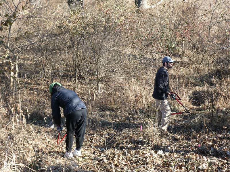 Volunteers, including students with Woodstock North High School's Green Club, help clear brush and invasive species at Boone Creek Conservation Area in Bull Valley, one of half a dozen sites being restored on Friday, Nov. 25, 2022, as part of McHenry County Conservation District's Green Friday initiative.