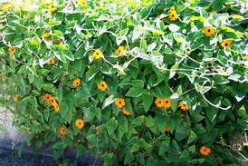 Down the Garden Path: Try these garden display ideas for autumn