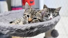 Kankakee County Humane Foundation’s Paws and Purrs Petacular fundraiser returns; tickets still available