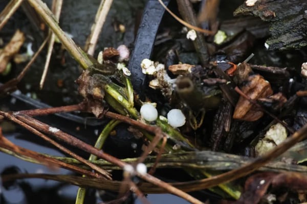 Bill would give Illinois EPA greater oversight of manufacturers’ plastic pellet runoff