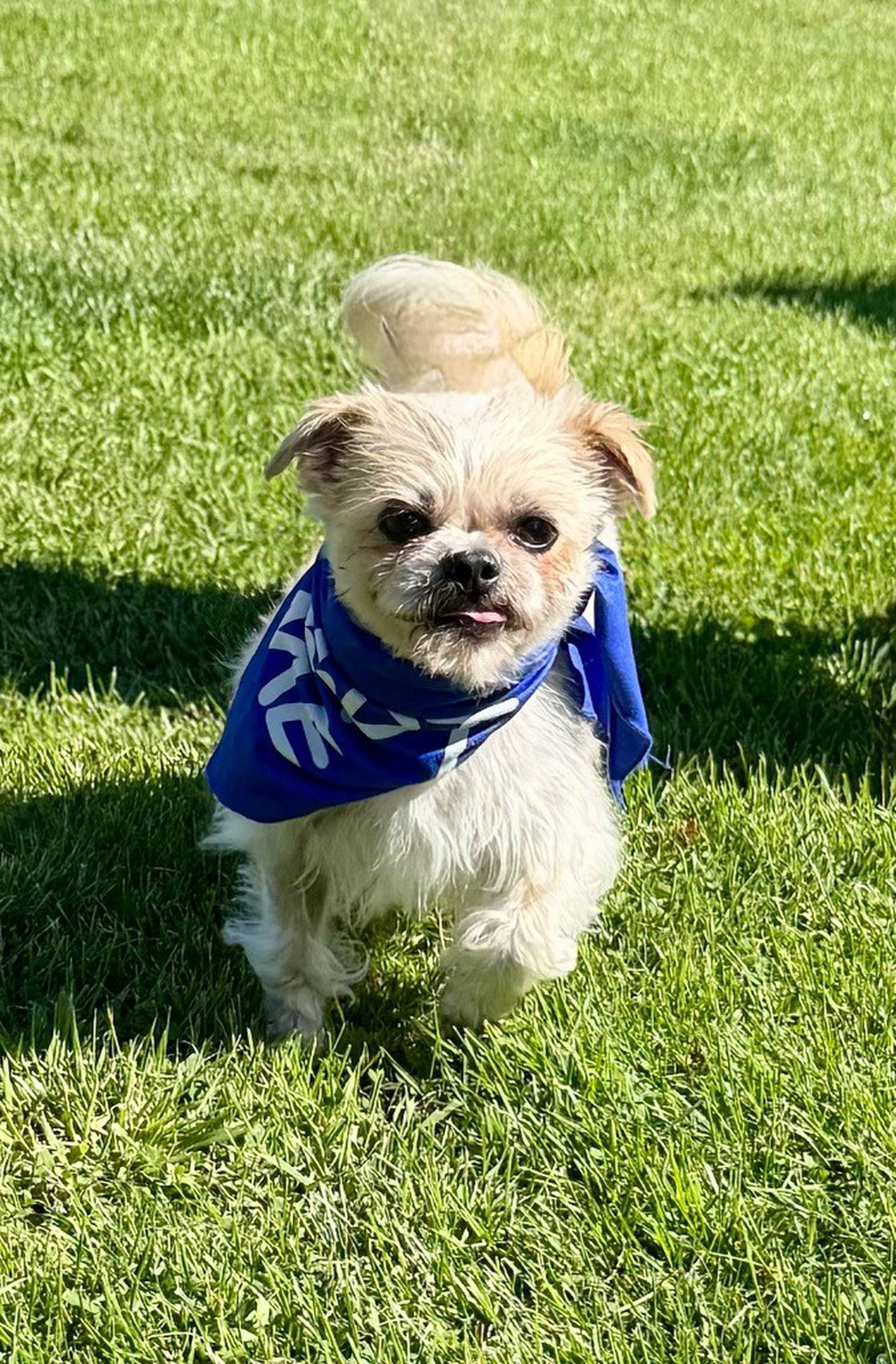 Joey is a 10-pound, 11-year-old sweet Shih Tzu/Lhasa mix. Joey loves short walks, hanging out and snuggling in a comfortable bed. He doesn’t mind other small dogs, but he’s not a fan of bigger dogs. Contact the Will County Humane Society at willcountyhumane.com and follow the instructions for the adoption process.