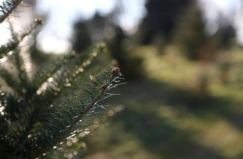 Shaw Local undated file photo of Camelot Christmas Tree Farm in DeKalb – LRS Waste Management Services has announced a schedule of dates for special collection in DeKalb set for the first two weeks in January 2023.