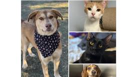 Will County Pets of the Week: Jan. 5, 2026