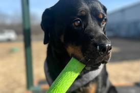 Lap dog seeks forever family to snuggle with