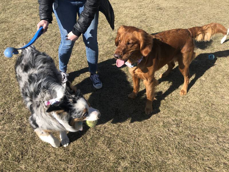 On Thursday, April 6, Breanna Bryan, of Harvard, prepares to chuck a ball for her 11-month old Australia shepherd, Remi, as Aela, a golden retriever friend from the park, looks on,