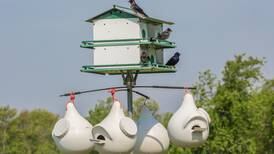Good Natured in St. Charles: Purple martins reliant on human landlords