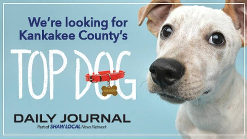 Top Dog Contest