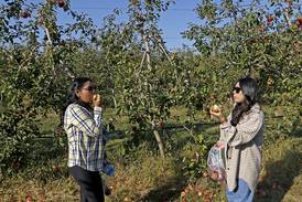 Apple-picking adventures: Your guide to must-visit orchards in northern Illinois 