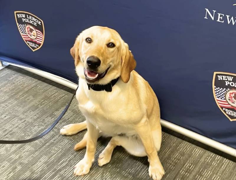 Harlie is a female Labrador who will assist the New Lenox Police Department in narcotics detection and tracking. Will County State's Attorney James Glasgow announced Harlie joining the police department on Tuesday, June 18.