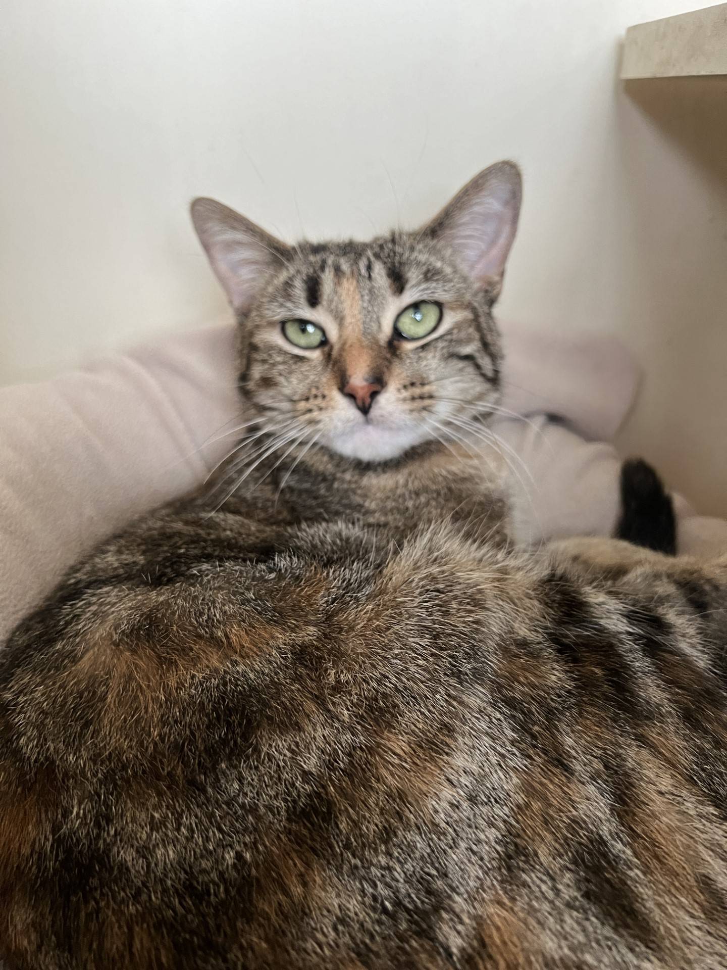 Ember Fire is a 2-year-old torbie that was found as a stray. She is gentle, quiet, calm and sweet. She can be a bit timid at first. But when she warms up, Ember Fire shows her affectionate personality. She loves pets and attention and will roll over for belly rubs. She will make a devoted companion. Please email Catadoptions@nawsus.org with any questions or to meet her. Visit nawsus.org.