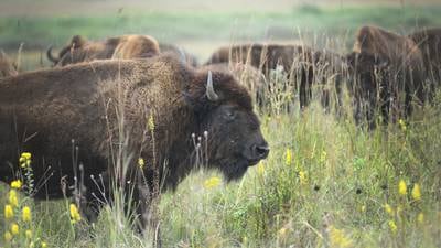 Photos: Nachusa Grasslands on display at Autumn on the Prairie