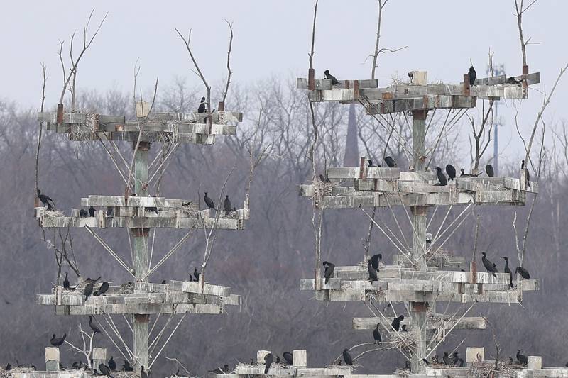 Herons rest on several of the large nesting structures at the Lake Renwick Heron Rookery Nature Preserve in Plainfield on Thursday, March 26, 2026.