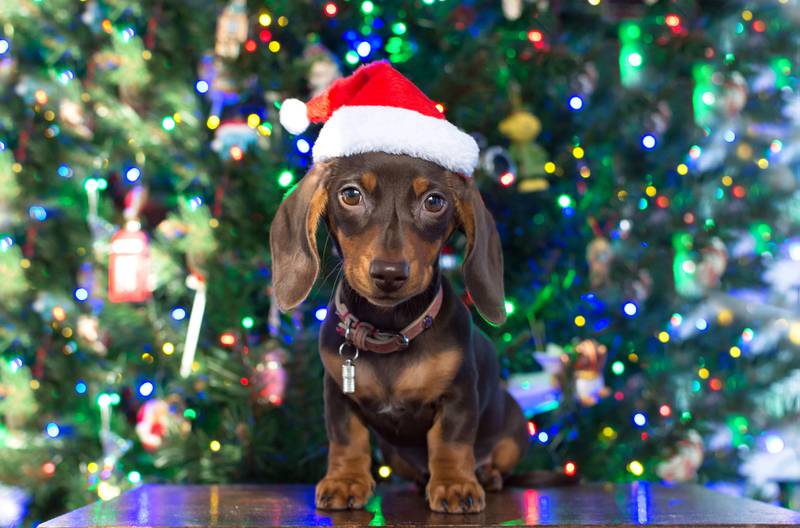 All Creatures Great & Small - Tips for keeping pets safe from Christmas lights, decorations
