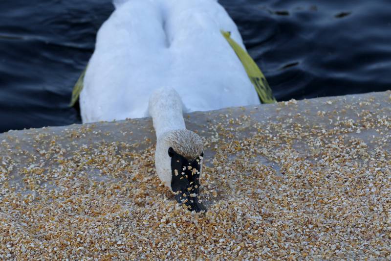 A trumpeter swan eats on a lake on Dec. 2, 2024, at Somerset Manor near Harvard. In 1985, Henri Giugni and his wife, June, brought in four pairs of native trumpeter swans and now up to 100 trumpeter swans return every winter to their property near Harvard.