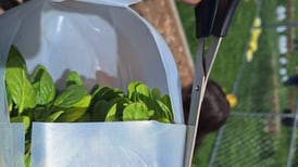 U of I Extension offers Four Seasons Gardening webinar series in February