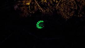 Good Natured in St. Charles: Glowworm shines like ‘a circle of diamonds’