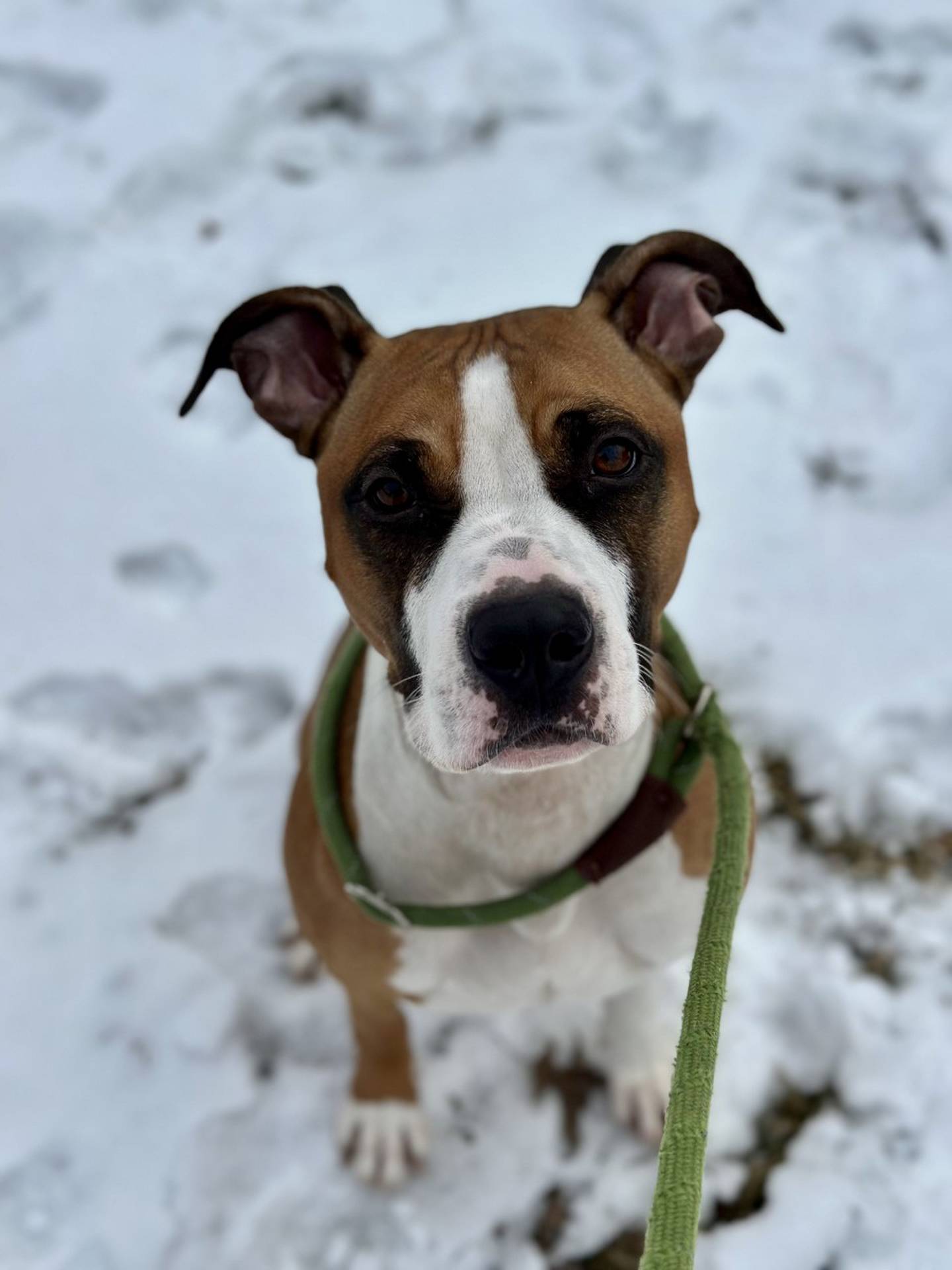 Poppi is a 3-year-old Boxer mix that was rescued from a local animal control. She is very gentle and loving with good manners. She knows basic commands. She is so happy for love and attention – Poppi needs a family ready to make her feel cherished. To meet Poppi, email Dogadoption@nawsus.org. Visit nawsus.org.