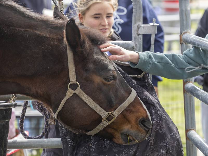 Down on the Farm: Sterling High School Farmapalooza introduces grade-schoolers to ag life