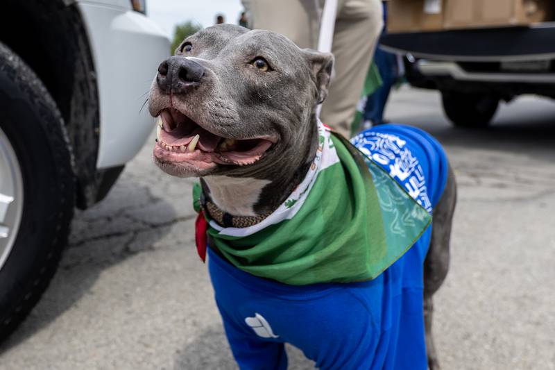 Bella is ready to walk with Accurate Personnel down Collins Street in the City of Joliet Fiestas Patrias Mexican Independence Day Parade on Sept. 13, 2025.
