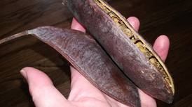 Good Natured in St. Charles: Coffeetrees once provided faux coffee treats 