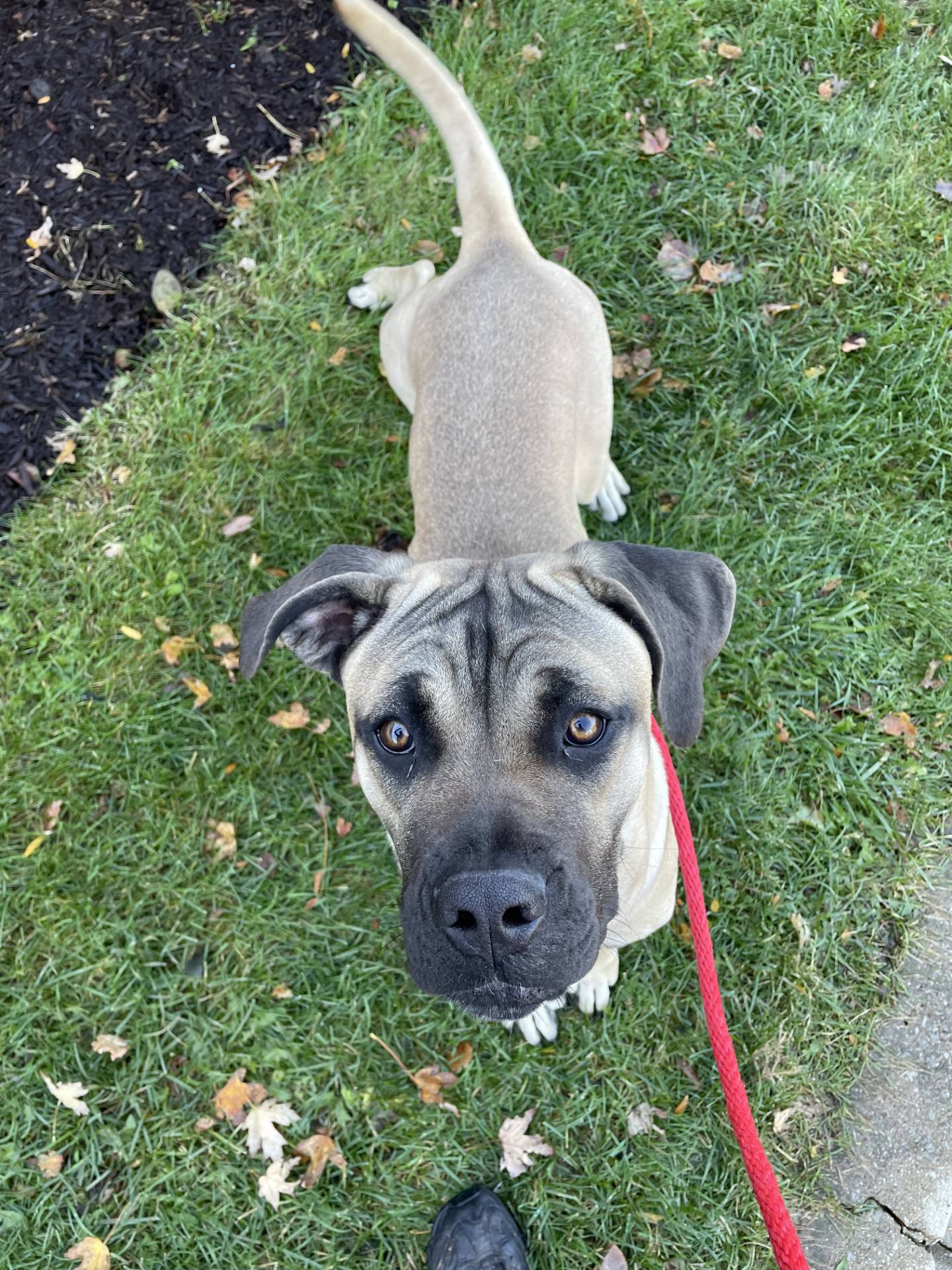 Velma is an 18-month-old, 70-pound mastiff that a local police department brought to NAWS. Velma loves everyone she meets, including other dogs and cats.  Velma has a wonderful personality; she’s gentle and loving, sweet and calm. She loves children and will bring much joy to a forever family. To meet Velma, email Dogadoption@nawsus.org. Visit nawsus.org.