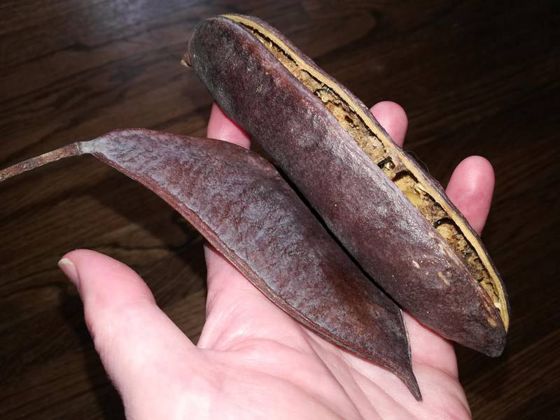 The reddish-brown pods of the Kentucky coffeetree contain seeds that were once used as a coffee substitute and, even further back, as food for Ice Age megafauna.