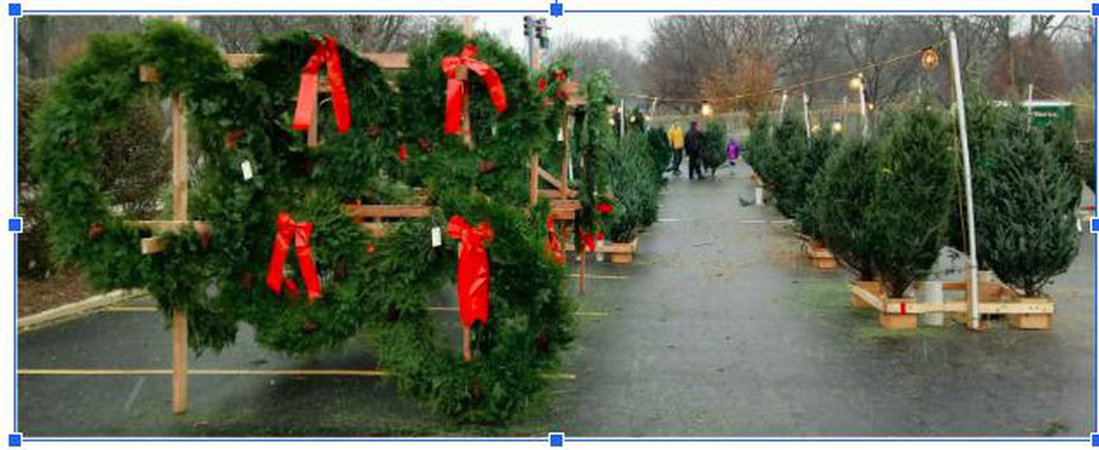 Boy Scout Troop 89 to sell trees, wreaths from new location in Downers