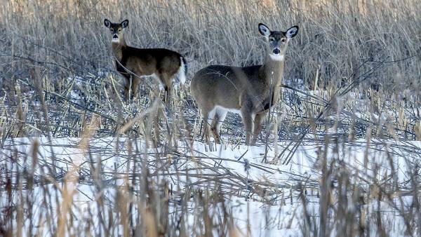 5 things to do in McHenry County: Take a First Day Hike, Eagles tribute band in Crystal Lake and more