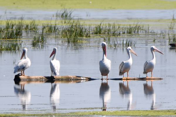 See pelicans up close while enjoying games, food trucks and more at Four Rivers in Channahon 