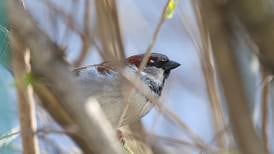 Kane County Forest Preserve to offer spring bird count program March 14