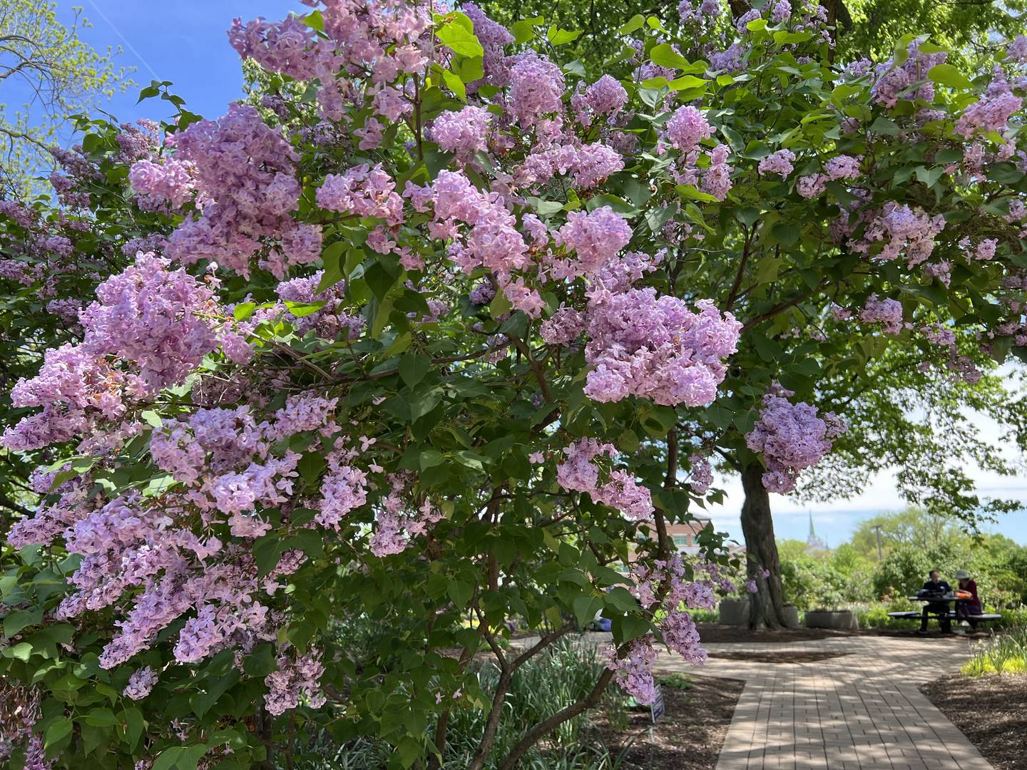 .Lilac Time ends with parade on Sunday, May 17