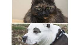 Pets of the Week: May 28, 2023