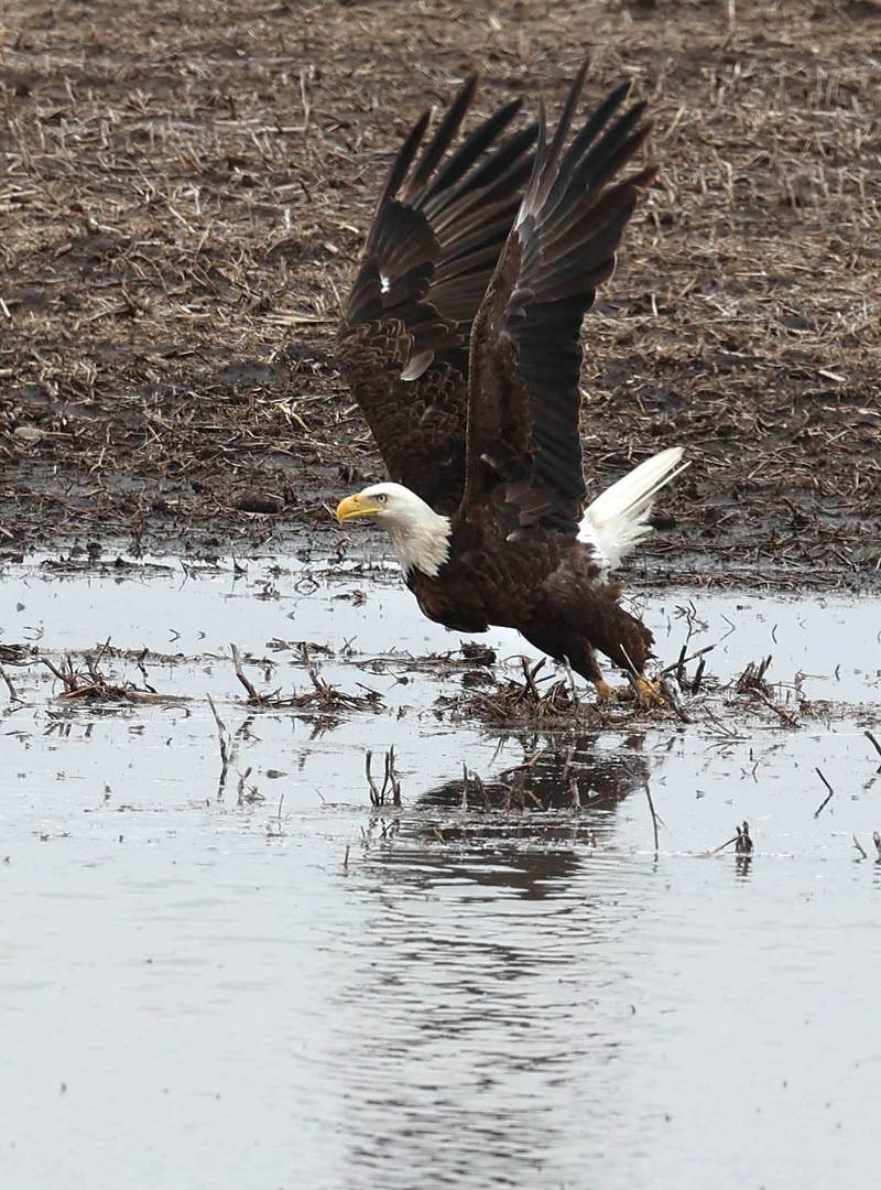 A bald eagle takes off from a puddle Tuesday, March 5, 2024, in a farmers field near Bethany Road in DeKalb. The heavy rains recently have created a lot of standing water in the fields in the area.