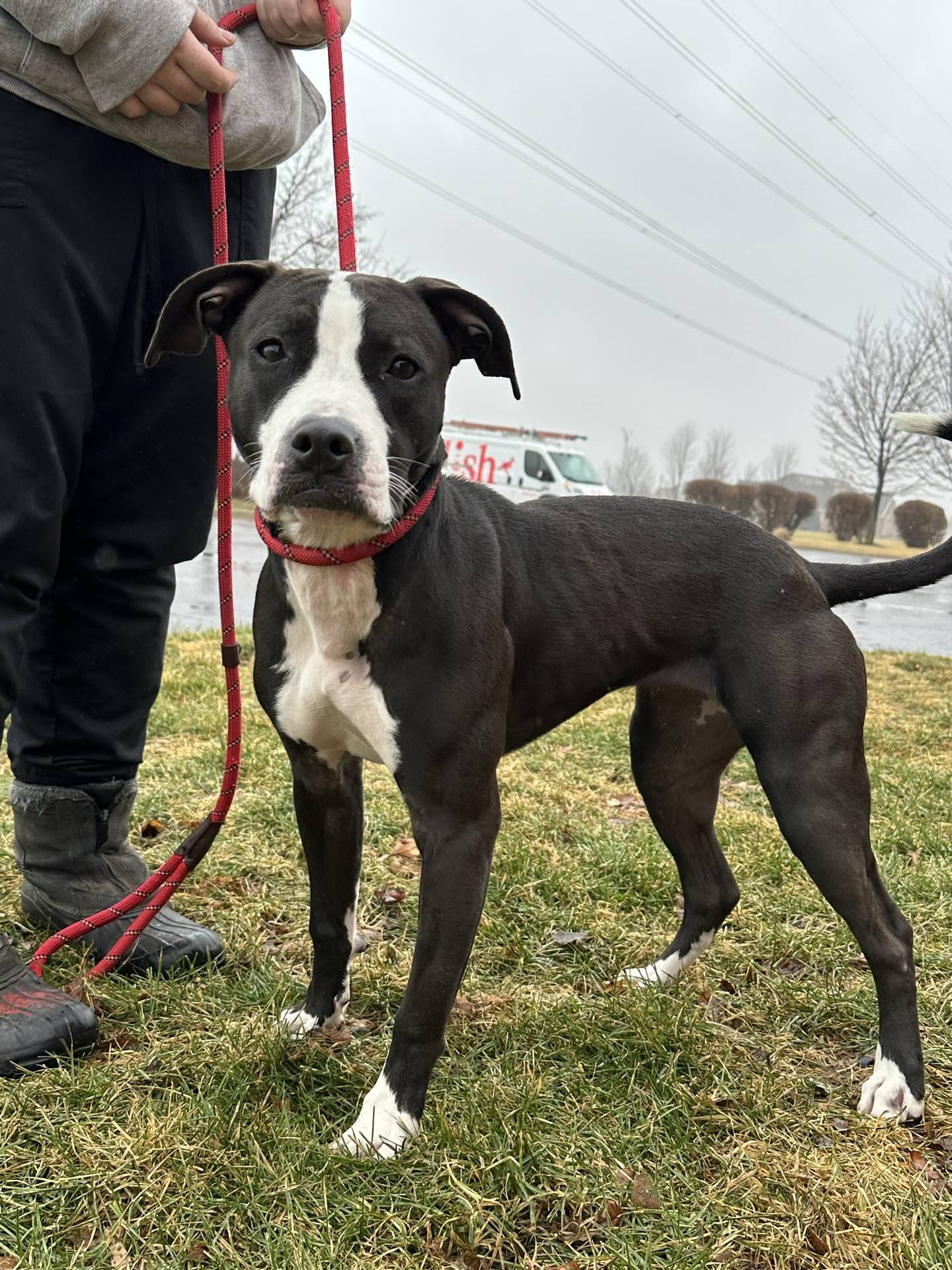 Holly is a fun, energetic and playful 1-year-old terrier mix. She is friendly and good with other dogs. She likes to go on walks and runs and play with toys. She is ready for a family of her own. To meet Holly, email Dogadoption@nawsus.org. Visit nawsus.org.