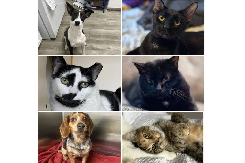 The Herald-News presents this week’s Pets of the Week. Read the description of each pet to learn about it, including where it can be adopted in Will County.