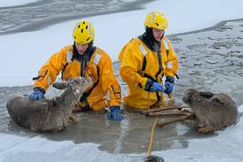 Firefighters pull young deer off ice in Pistakee Bay in McHenry Township