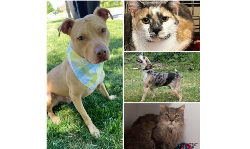 The Herald-News presents this week’s Pets of the Week. Read the description of each pet to find out about that pet, including where it can be adopted.