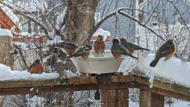 Good Natured in St. Charles: Winter robins keep bob-bob-bobbin’ along