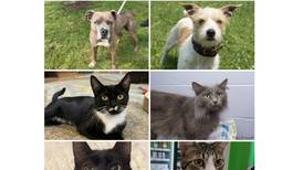 Will County Pets of the Week: Aug. 5, 2024