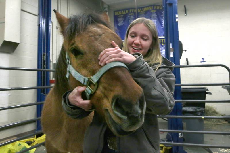 Lexi Suddeth, a DeKalb High School student in the Future Farmers of America program, pets a horse Wednesday, Feb. 19, 2025, during the DeKalb High School FFA Barnyard Zoo Family Night at the school.