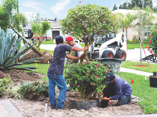 How to pick the right trees for your property
